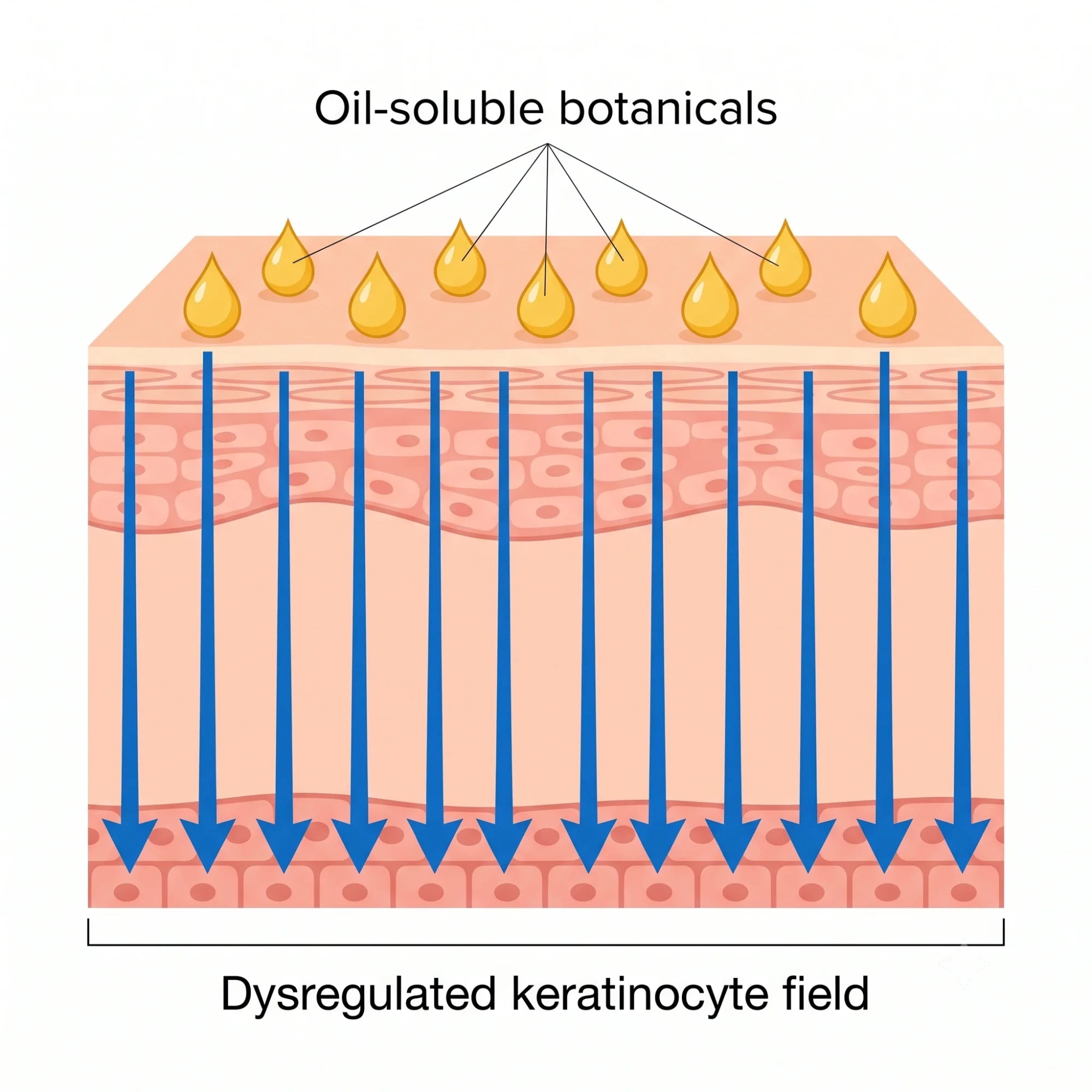 Oil-soluble actives crossing the lipid barrier